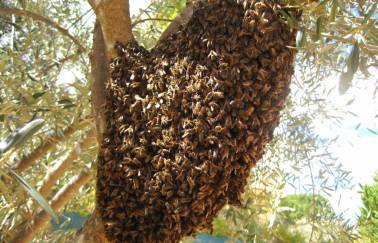 Colmena abejas restauración