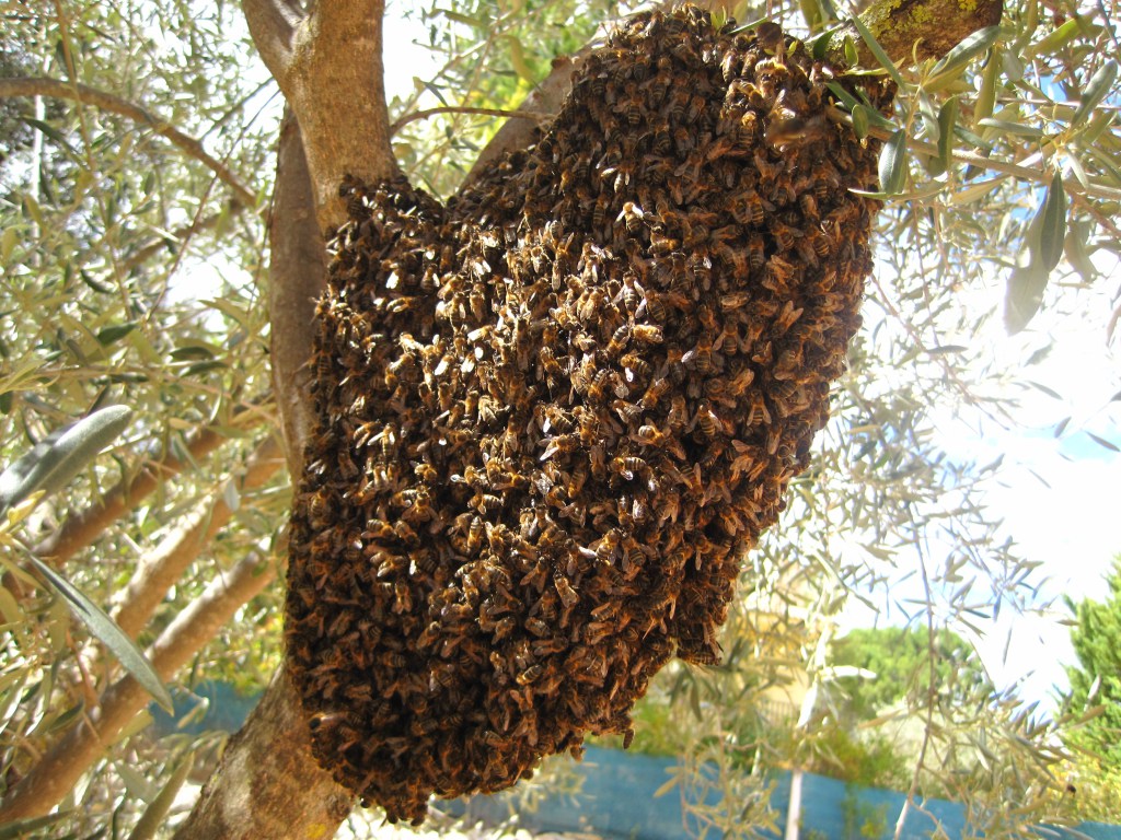 Debilitar traqueteo Colgar Colmenas para favorecer a las abejas silvestres
